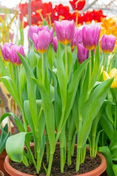 Beautiful flowers pink tulips. Natural background Spring flowering tulips.