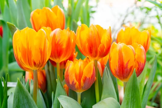 Beautiful flowers of orange tulips. Natural background Spring flowering tulips.