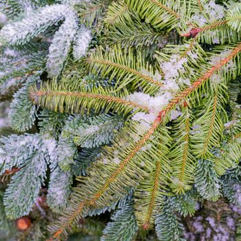 Snow on the branches of a Christmas tree. Winter background.