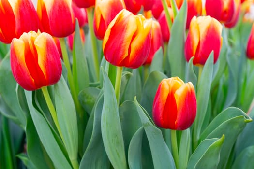 Beautiful flowers red tulips. Natural background Spring flowering tulips.