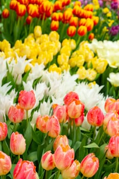 Beautiful flowers pink tulips. Natural background Spring flowering tulips.