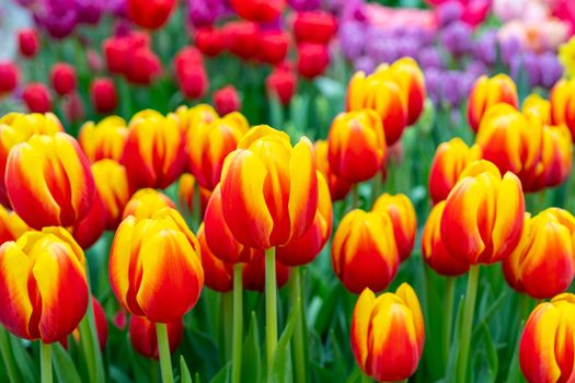 Beautiful flowers red tulips. Natural background Spring flowering tulips.