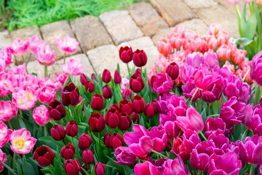 Beautiful flowers pink tulips. Natural background Spring flowering tulips.