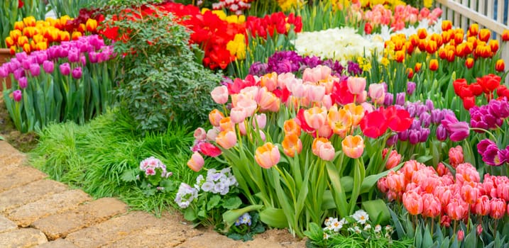 Beautiful flowers pink tulips. Natural background Spring flowering tulips.