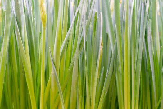 Green beautiful stems. Natural background. Spring seedlings of a plant.