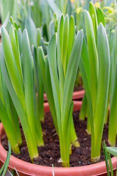 Green beautiful stems. Natural background. Spring seedlings of a plant.