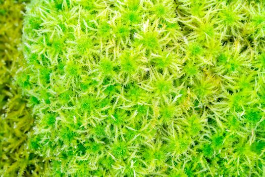 Green forest moss. Natural background. Natural habitat. Clean ecology.