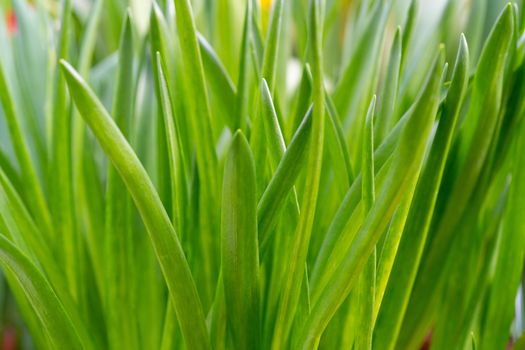 Green beautiful stems. Natural background. Spring seedlings of a plant.