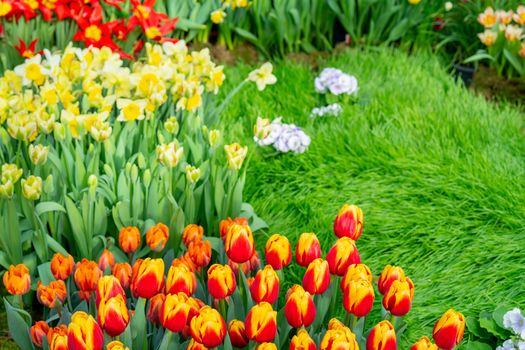 Beautiful flowers red tulips. Natural background Spring flowering tulips.