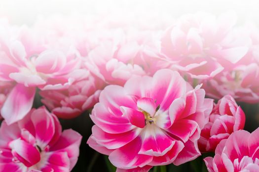 Pink beautiful flowers. Natural background Spring flowering plants.