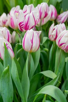 Beautiful flowers white tulips. Natural background Spring flowering tulips.
