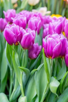 Beautiful flowers pink tulips. Natural background Spring flowering tulips.