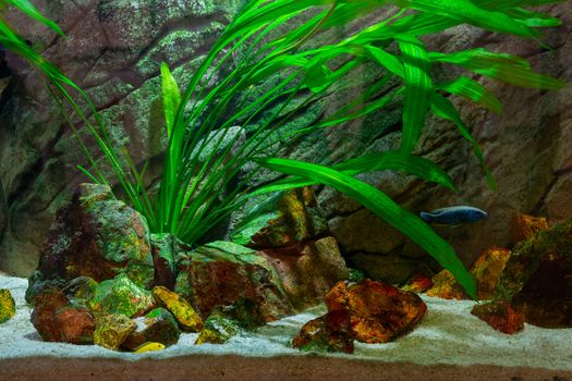 Underwater world of aquarium. Plants and fish in freshwater aquarium. Natural background Natural habitat. Home hobby.