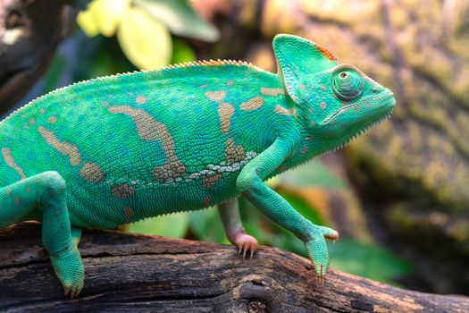 Young green chameleon. Natural habitat. Cute pet. Fauna of nature.