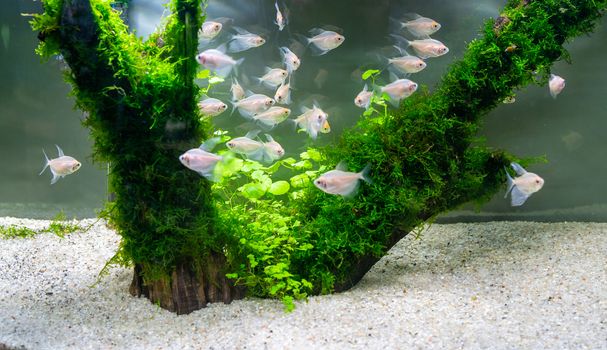 Underwater world of aquarium. Plants and fish in freshwater aquarium. Natural background Natural habitat. Home hobby.