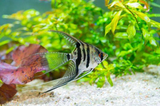 Underwater world of aquarium. Plants and Pterophyllum fish in freshwater aquarium. Natural background Natural habitat. Home hobby.