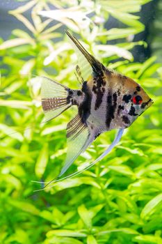 Underwater world of aquarium. Plants and Pterophyllum fish in freshwater aquarium. Natural background Natural habitat. Home hobby.