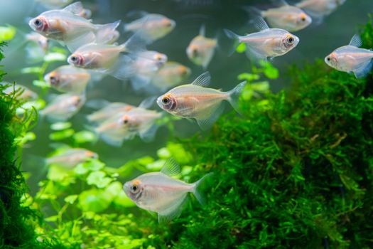 Underwater world of aquarium. Plants and fish in freshwater aquarium. Natural background Natural habitat. Home hobby.