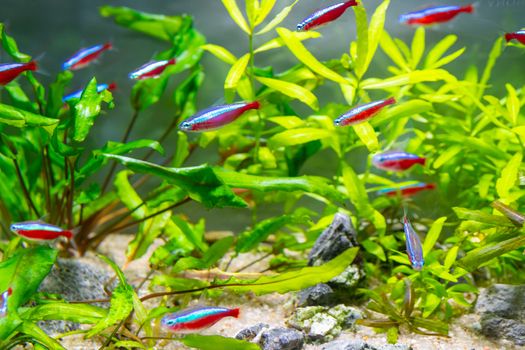 Underwater world of aquarium. Plants and neon tetra fish in freshwater aquarium. Natural background Natural habitat. Home hobby.