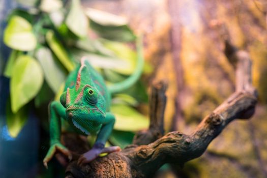 Young green chameleon. Natural habitat. Cute pet. Fauna of nature.