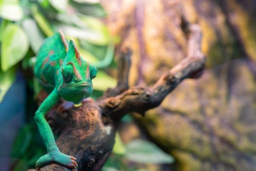 Young green chameleon. Natural habitat. Cute pet. Fauna of nature.