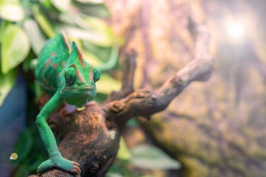 Young green chameleon. Natural habitat. Cute pet. Fauna of nature.