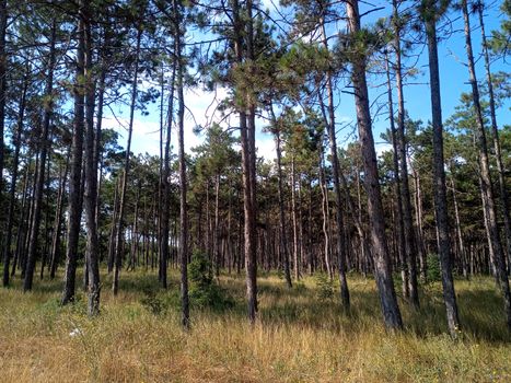 Pine forest in Crimea. A light forest of pines.