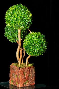 Dwarf ornamental tree Crassula, giving a round spherical shape in a pot of tree bark on a black background.