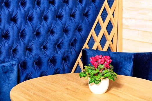 Red cyclamen in a white flower pot in the home interior on a wooden oak table against the background of a wall upholstered in velvet classic blue color in blur.