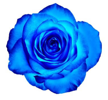 Beautiful delicate rose bud flower of a classic blue color isolated on a white background.