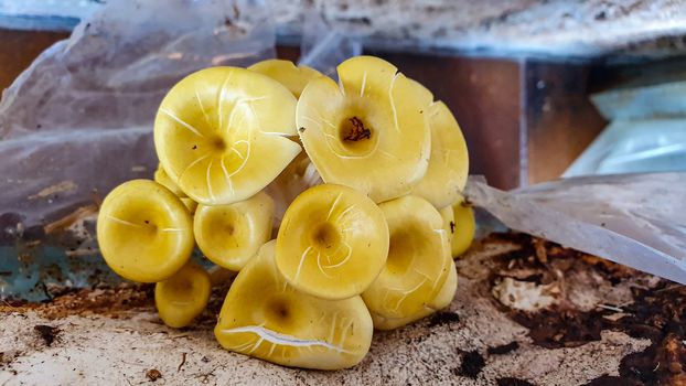 galluzzi diballa mushrooms for home growing