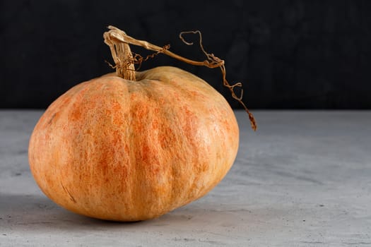 Large ripe orange pumpkin on a dark gray concrete surface, copy space. The concept of healthy and wholesome organic food.