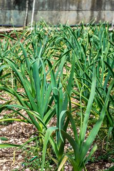 garlic plantation in the kitchen garden