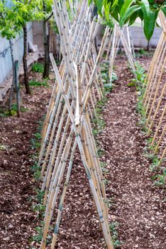 CANE POSITIONED FOR TOMATOES GROWTH