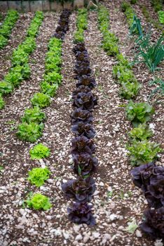 SALAD PLANTING IN DOMESTIC GARDEN