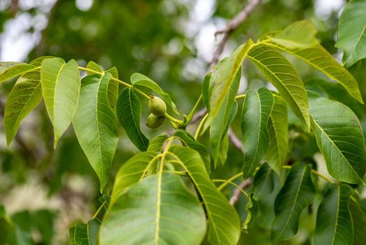 WALNUT PLANT WITH GROWING FRUIT