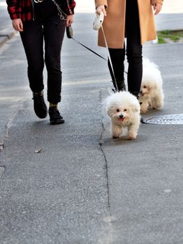 White Bichon Frize dogs walk on the asphalt sidewalk on a leash, accompanied by their mistresses, image with copy space.
