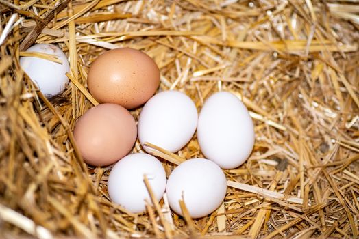 white and pink eggs just fed in the chicken coop