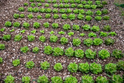 SALAD PLANTING IN DOMESTIC GARDEN