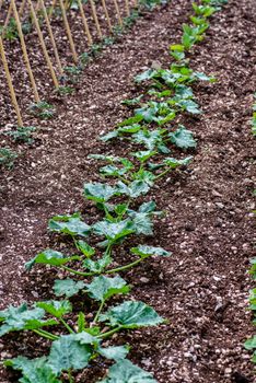 1 ROW OF ZUCCHINI PLANTS