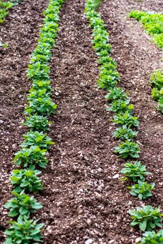 1 ROW OF PLANTS OF PEAS