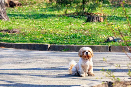 Shitsu funny hairy dog is sitting on the asphalt sidewalk against the background of a city park and green grass in blur and is carefully looking forward on a sunny spring day, image with copy space.