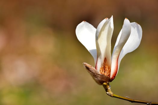 A large flower of white magnolia in the spring garden on a delicate beige-green background, close-up.
