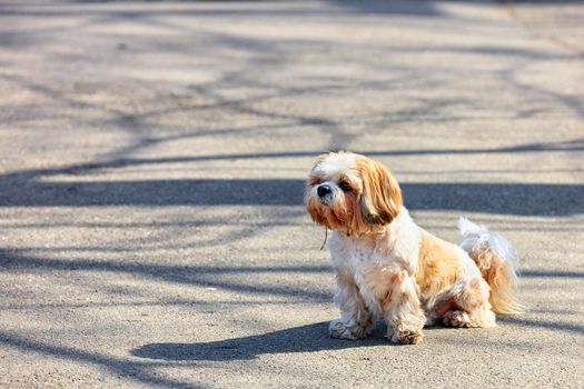 A funny hairy Shitsu dog sits on the asphalt sidewalk and carefully looks into the distance on a sunny spring day, image with copy space,