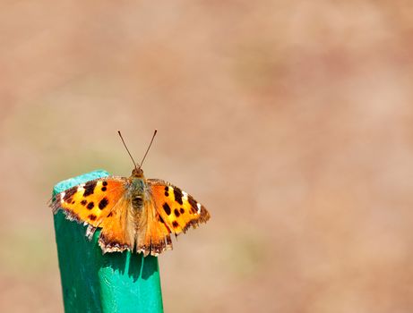 A small Aglais urticae butterfly turtle on a beige background warms itself in the warm rays of the spring sun, sitting on a green stand., image with copy space,