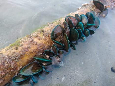 Mussel on log lumber at sea coast