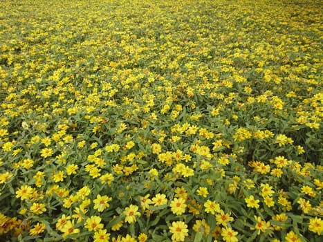 Little yellow flowers blooming in the garden