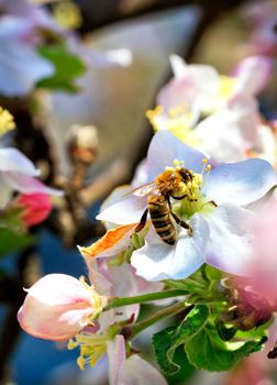 A hardworking bee sits on a blossoming apple tree flower and collects nectar and pollen in the sunshine against a background of a blossoming spring garden in blur, closeup.