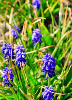 Muscari neglectum, known as grape hyacinth, is a perennial bulbous plant growing among green grass, soft bokeh, selective focus.