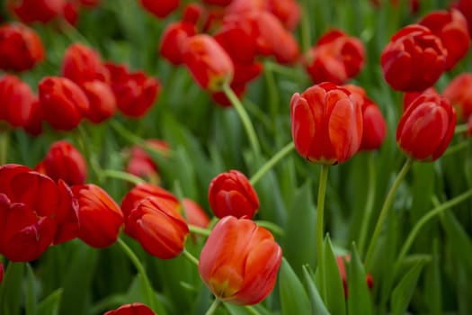 Group of tulip flowers blooming in the garden